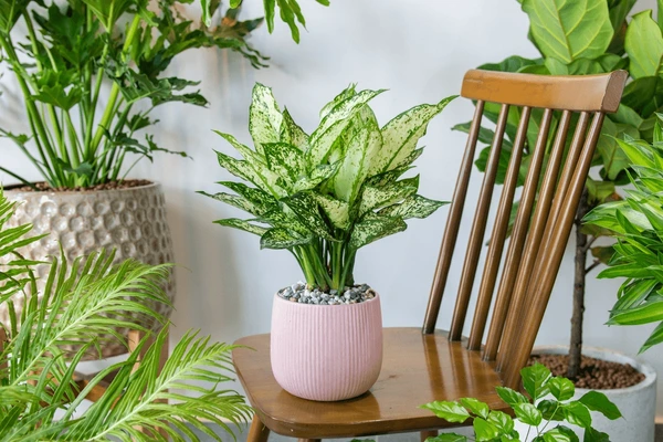 Chinese evergreen plant