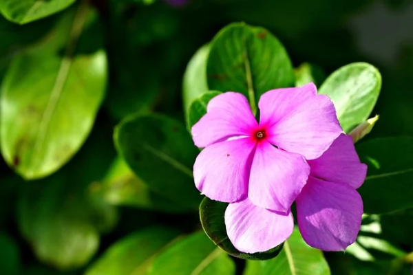 Periwinkle (Catharanthus roseus)