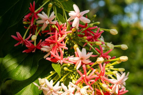 Rangoon creeper (Combretum indicum)