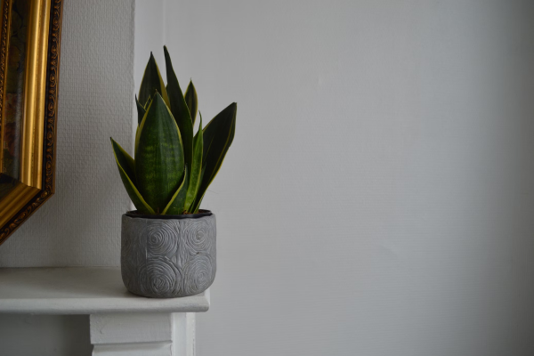 Snake Plant